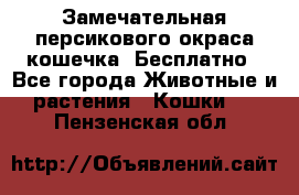 Замечательная персикового окраса кошечка. Бесплатно - Все города Животные и растения » Кошки   . Пензенская обл.